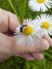 Cerceris