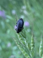 Zabrus tenebrioides