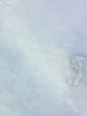 Resinomycena