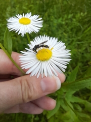 Cerceris