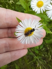 Cerceris