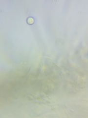 Resinomycena