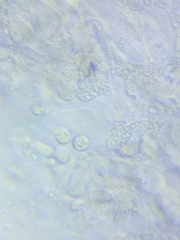 Resinomycena