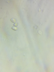 Resinomycena