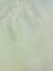 Resinomycena