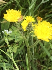 Pilosella lactucella