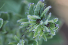 Lithospermum occidentale