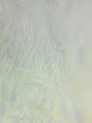 Resinomycena