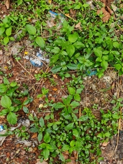 Magnoliopsida
