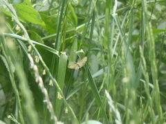 Idaea fuscovenosa