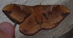 Goodia kuntzei