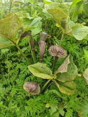 Arisaema griffithii