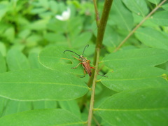 Typocerus acuticauda