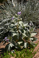 Solanum lasiophyllum