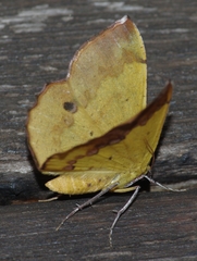 Erastria madecassaria