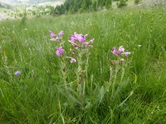 Pedicularis gyroflexa