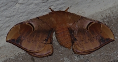 Goodia kuntzei