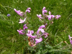 Pedicularis gyroflexa