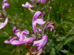 Pedicularis gyroflexa