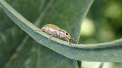 Aspidiotes westringii