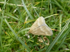 Pyrausta aerealis