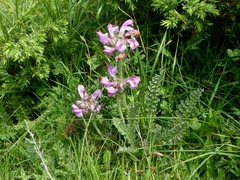Pedicularis gyroflexa