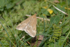 Pyrausta aerealis