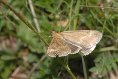 Pyrausta aerealis