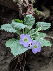 Primula nana