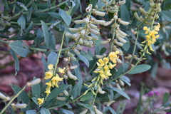 Crotalaria novae-hollandiae