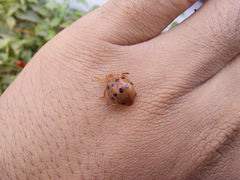 Epilachna tredecimnotata