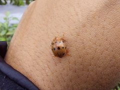 Epilachna tredecimnotata