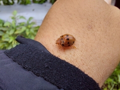 Epilachna tredecimnotata