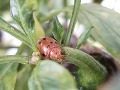 Epilachna tredecimnotata