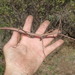 Twohorn Giant Stick Insect - Photo no rights reserved, uploaded by Jimmy Whatmore