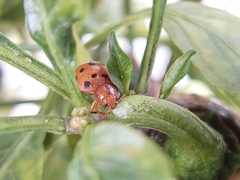 Epilachna tredecimnotata