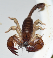 Euscorpius