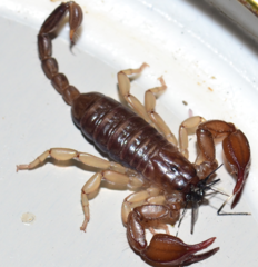 Euscorpius