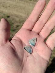 Glaucopsyche lycormas