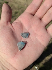 Glaucopsyche lycormas