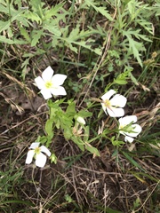 Sabatia campestris