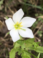 Sabatia campestris