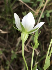 Sabatia campestris