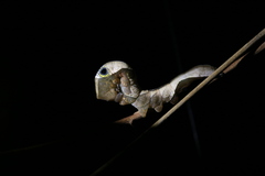 Phyllodes imperialis