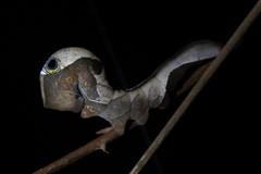 Phyllodes imperialis