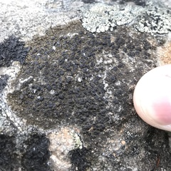 Protoparmelia badia