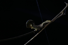 Phyllodes imperialis