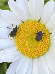 Odontocorynus salebrosus