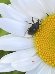 Odontocorynus salebrosus
