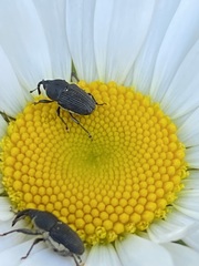 Odontocorynus salebrosus